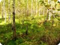 Заболоченный лес в Бутаково.